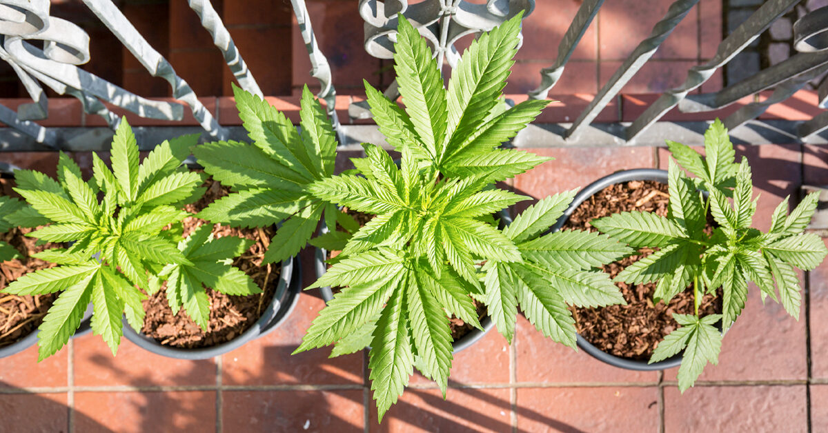 A new era begins in the world of hemp